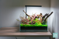 UNS 5S 2.5 gallon rimless planted tank aquascape by Glass Aqua