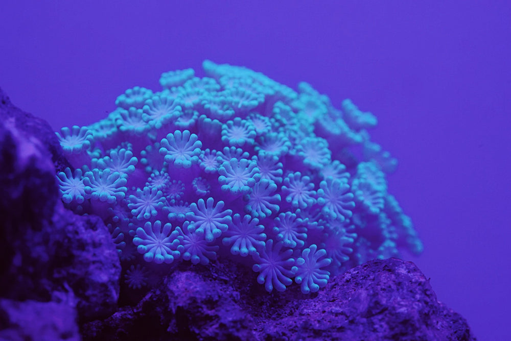 Saltwater Marine Reef Coral