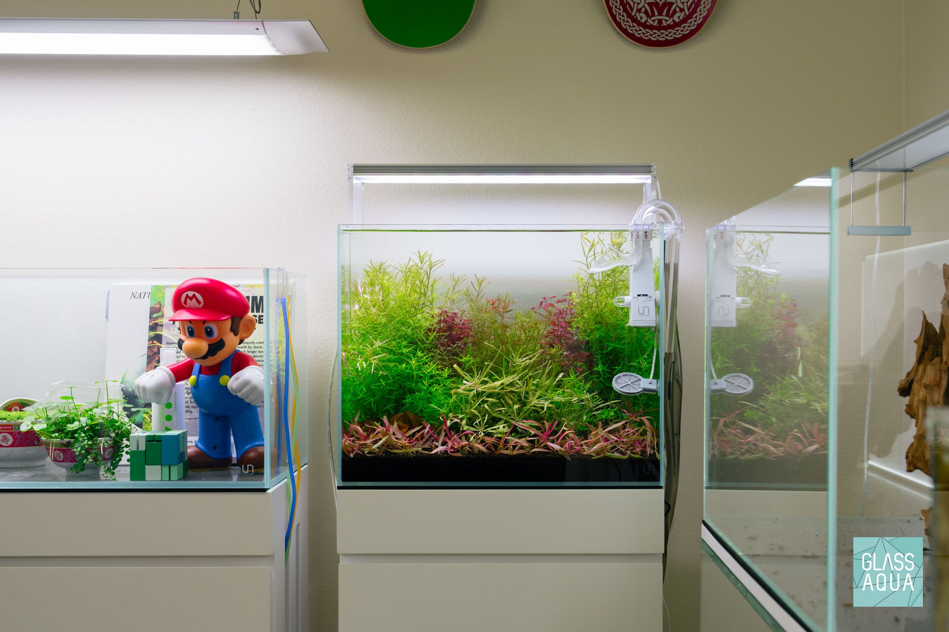 Dutch Style planted aquarium with colorful aquatic stem plants