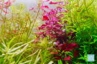 Build Your Own Dutch Style Stem Plant Pack - Glass Aqua