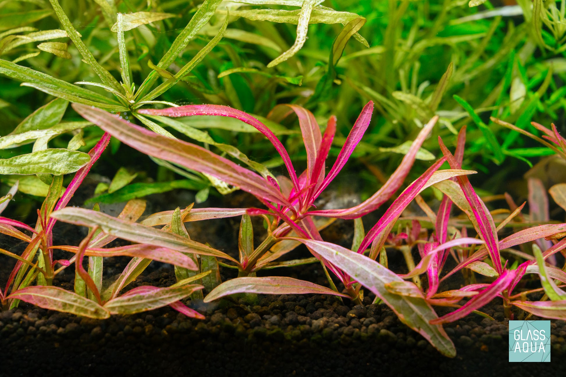 Hygrophila sp Chai in Dutch style aquascape