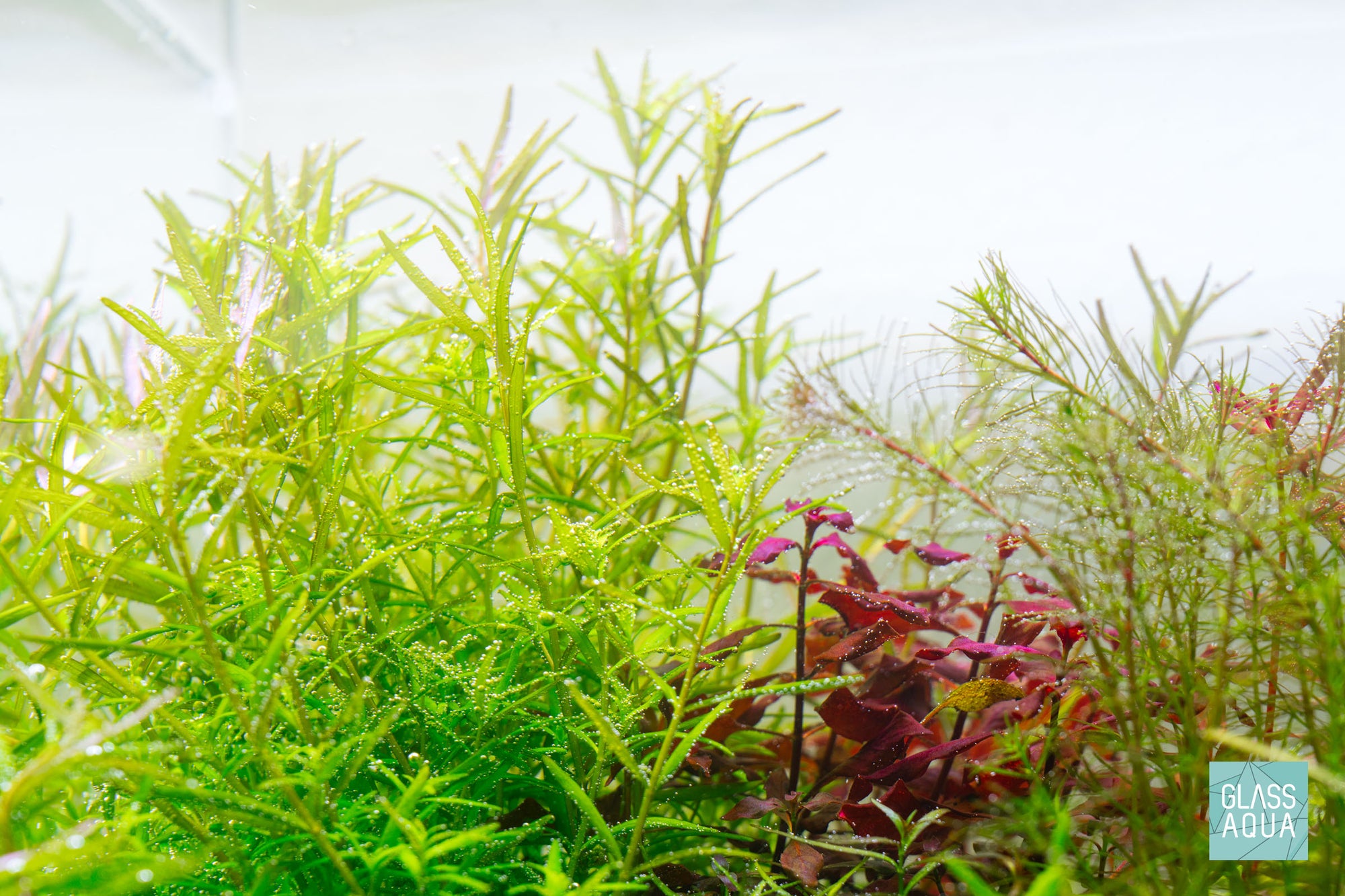 UNS Micro CO2 Paintball Cylinder Adapter - Glass Aqua