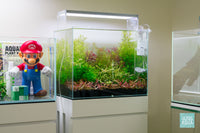 Build Your Own Dutch Style Stem Plant Pack - Glass Aqua