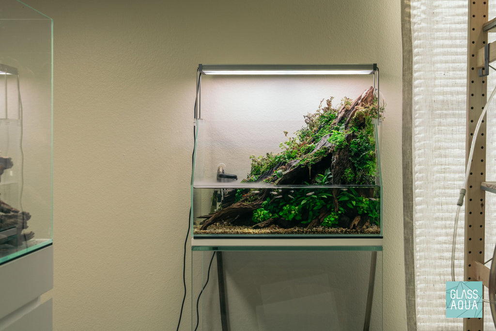 Ultum Nature Systems 45E planted paludarium tank by Glass Aqua