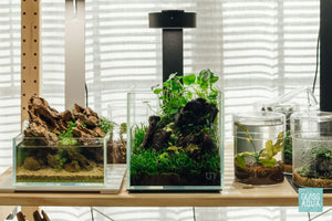 Ultum Nature Systems UNS 16C cube nano planted rimless aquarium tank terrarium style