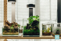 Ultum Nature Systems 16C rimless cube glass nano aquarium tank