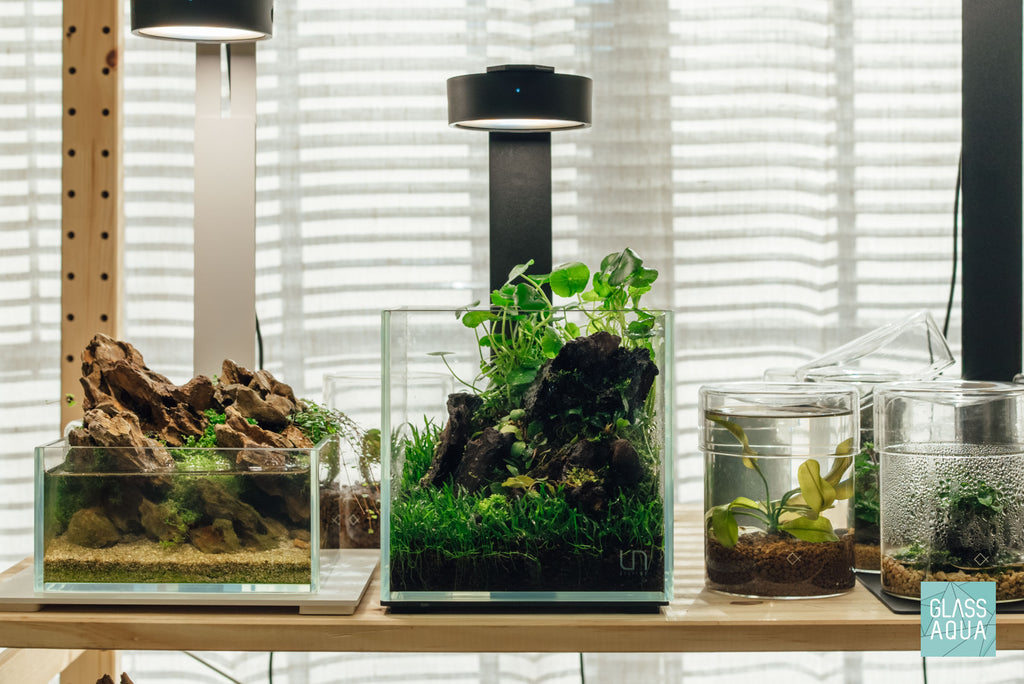 Wabi Kusa Starter Kit - Create a Unique Nature Display - Glass Aqua