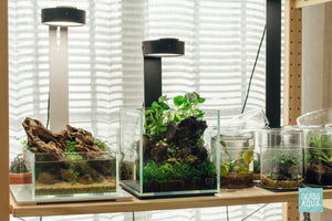 Desktop planted cube aquarium starter kit with malaysian driftwood and live aquatic plants