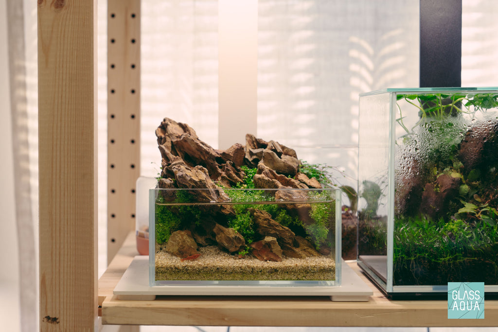 Dragon Ohko Stone aquarium rocks in a 1 gallon shallow rimless tank