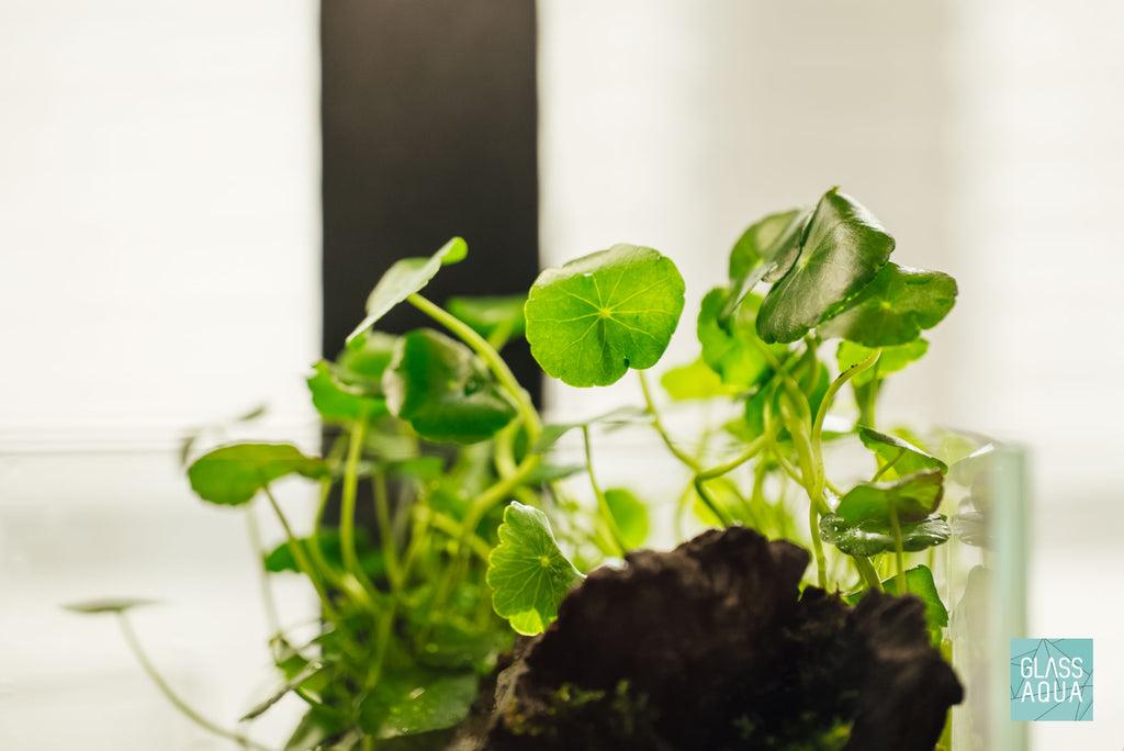 Wabi Kusa Starter Kit - Create a Unique Nature Display - Glass Aqua