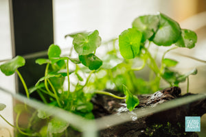 Wabi Kusa Starter Kit - Create a Unique Nature Display - Glass Aqua