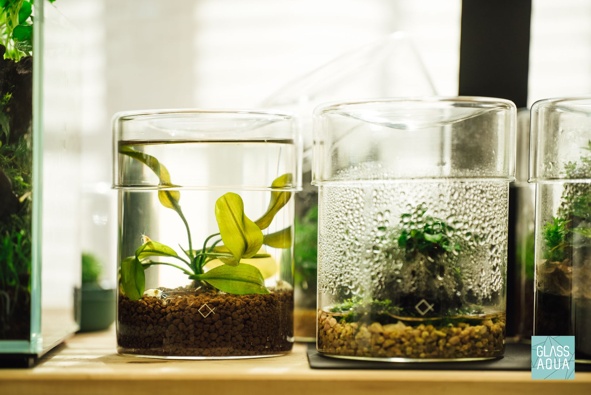 Aponogeton Natans live aquarium plant in freshwater setup