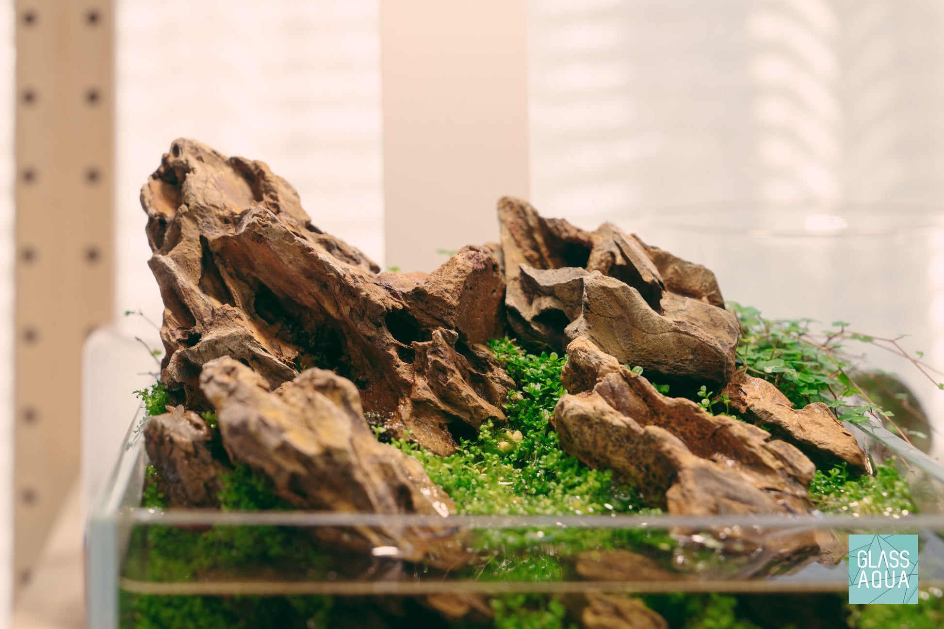 Ohko dragon stone in a nano shallow tank with hemianthus callitrichoides 'cuba' growing emersed