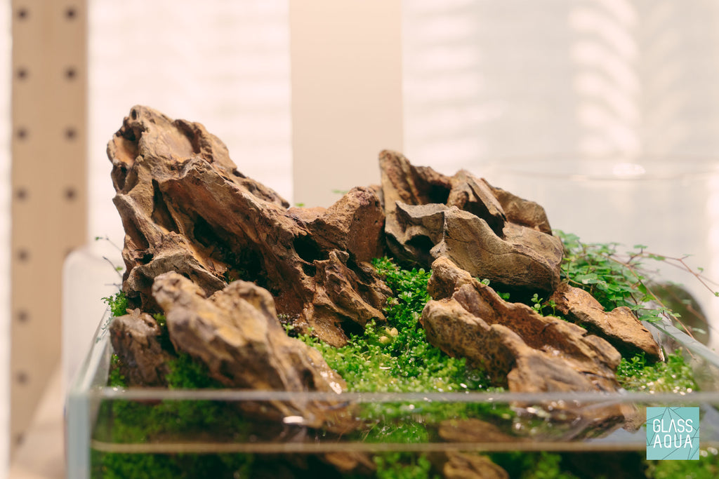 Ohko dragon stone in a nano shallow tank with hemianthus callitrichoides 'cuba' growing emersed