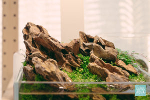 Ohko dragon stone in a nano shallow tank with hemianthus callitrichoides 'cuba' growing emersed