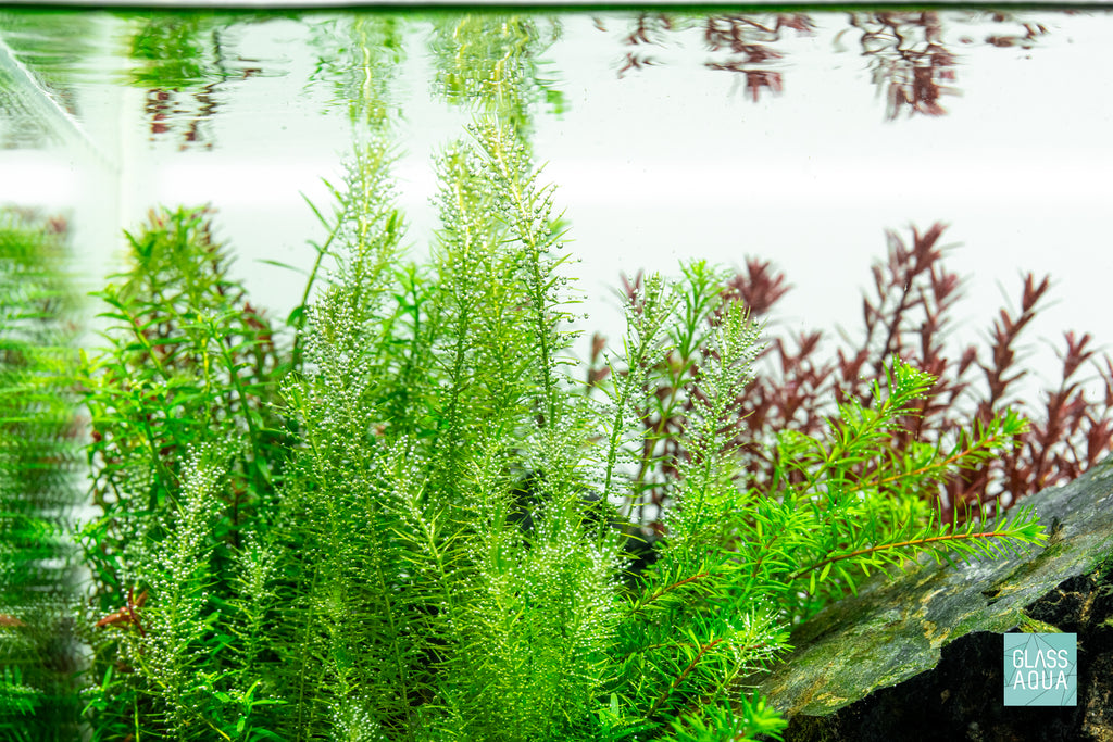 Mayaca Fluviatilis