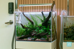 Angled photo of Wild Grass, an aquascape by Glass Aqua