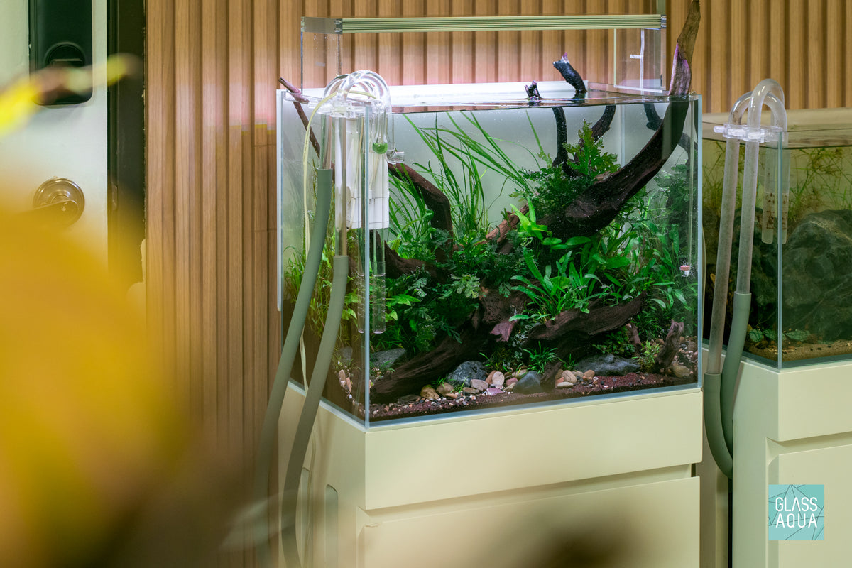 Nature Style aquascape by Glass Aqua in UNS 45T rimless aquarium