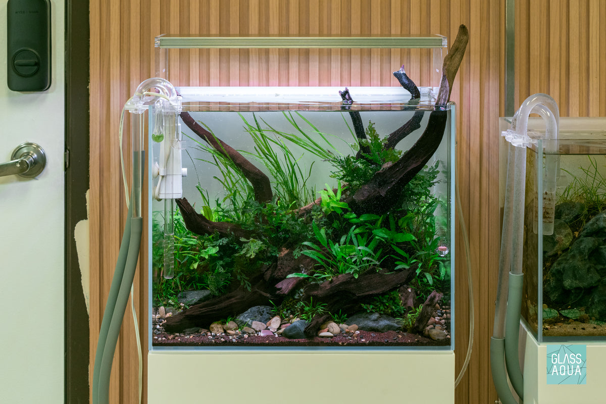 Planted aquarium by Glass Aqua with Malaysian Driftwood and a variety of live aquatic plants
