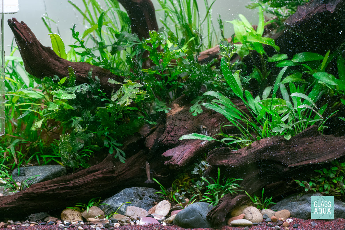 A lush planted aquarium with live green aquatic plants, dark driftwood, rocks, and gravel in the UNS 45T rimless tank