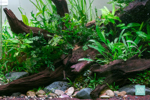 A lush planted aquarium with live green aquatic plants, dark driftwood, rocks, and gravel in the UNS 45T rimless tank