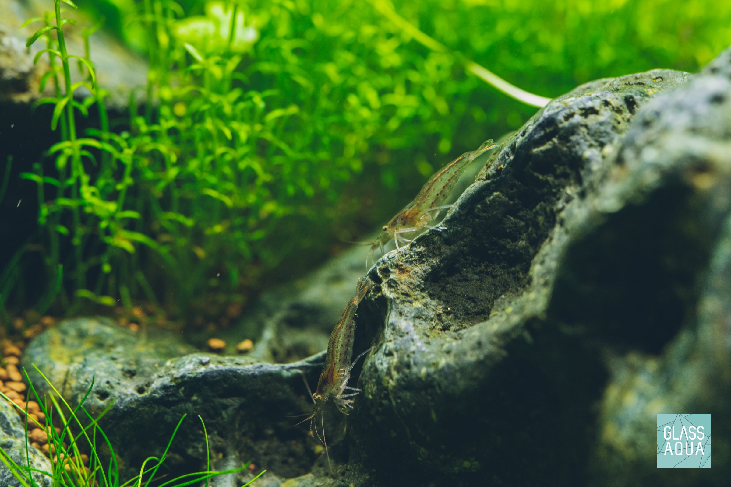 Caridina multidentata amano shrimp for planted aquarium tank