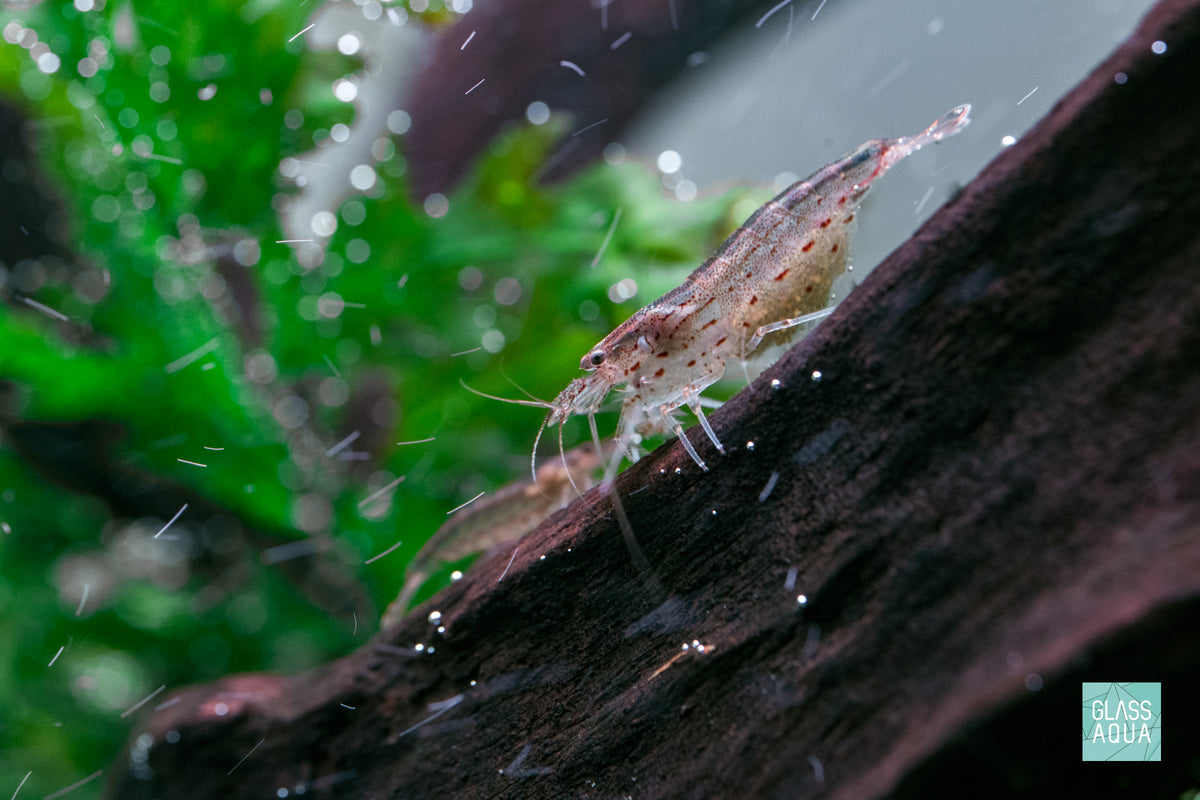 Close-up photo of Amano Shrimp on driftwood