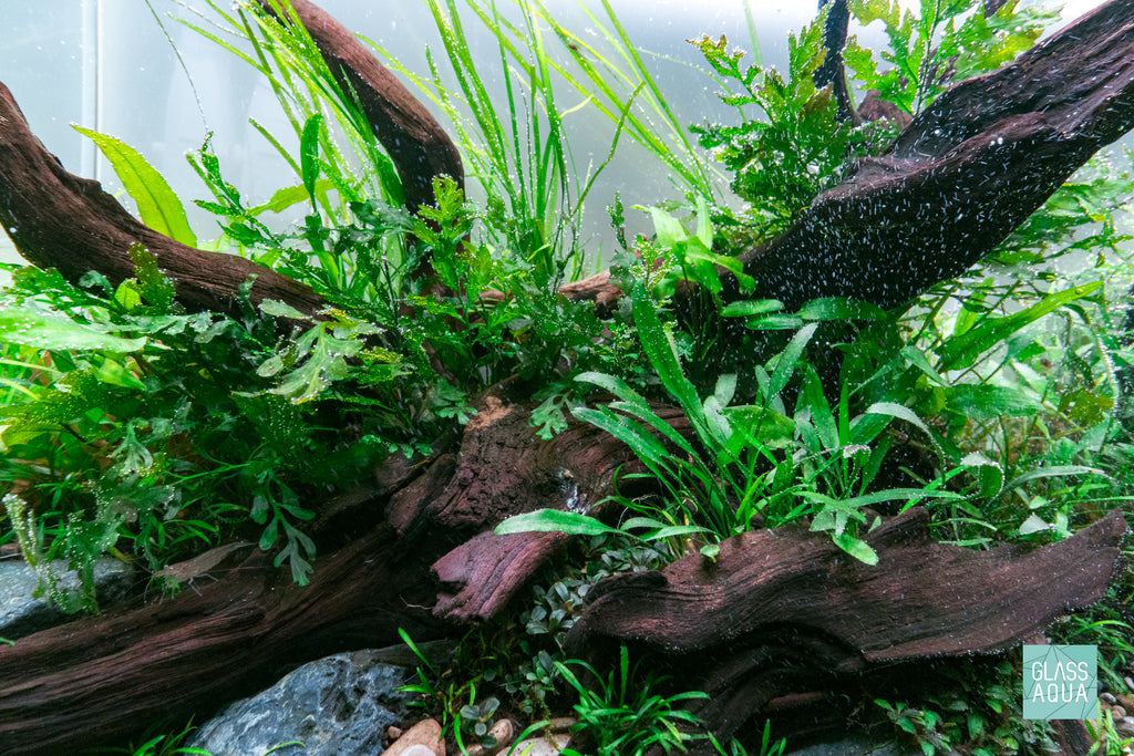 Close-up of live aquatic plants in planted aquarium
