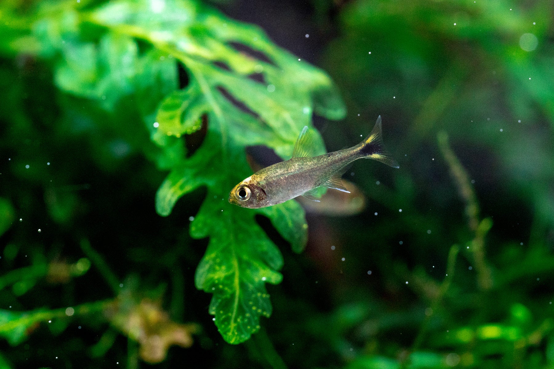 Tropical Aquarium Fish Food - Ultra Fresh Micro Pellets & Excellent Bits