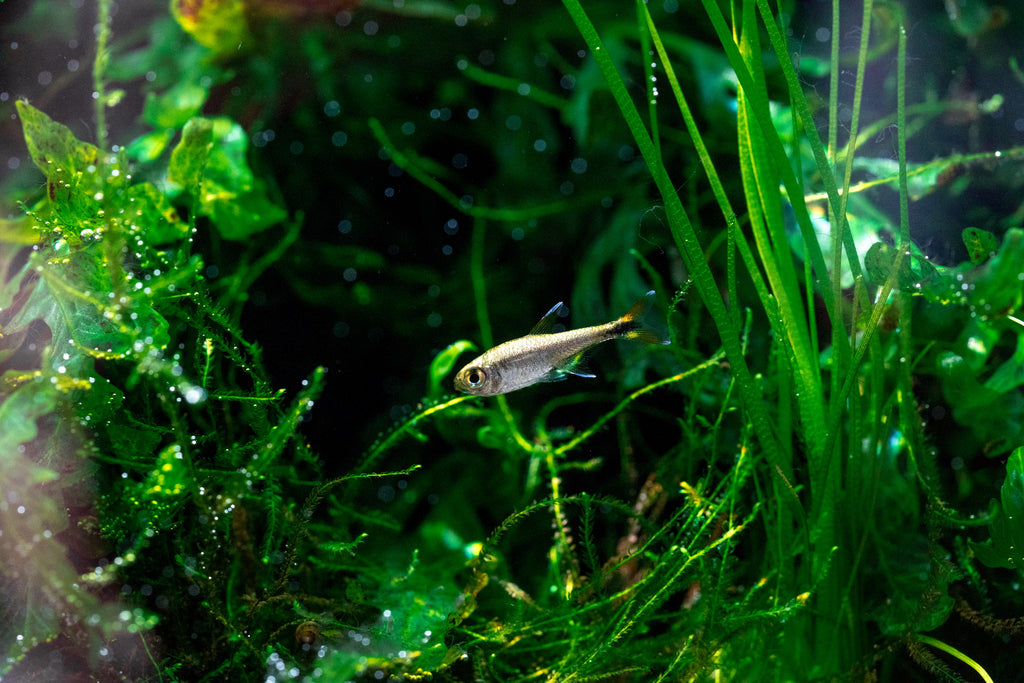 Build Your Own Aquarium Conditioner Bundle