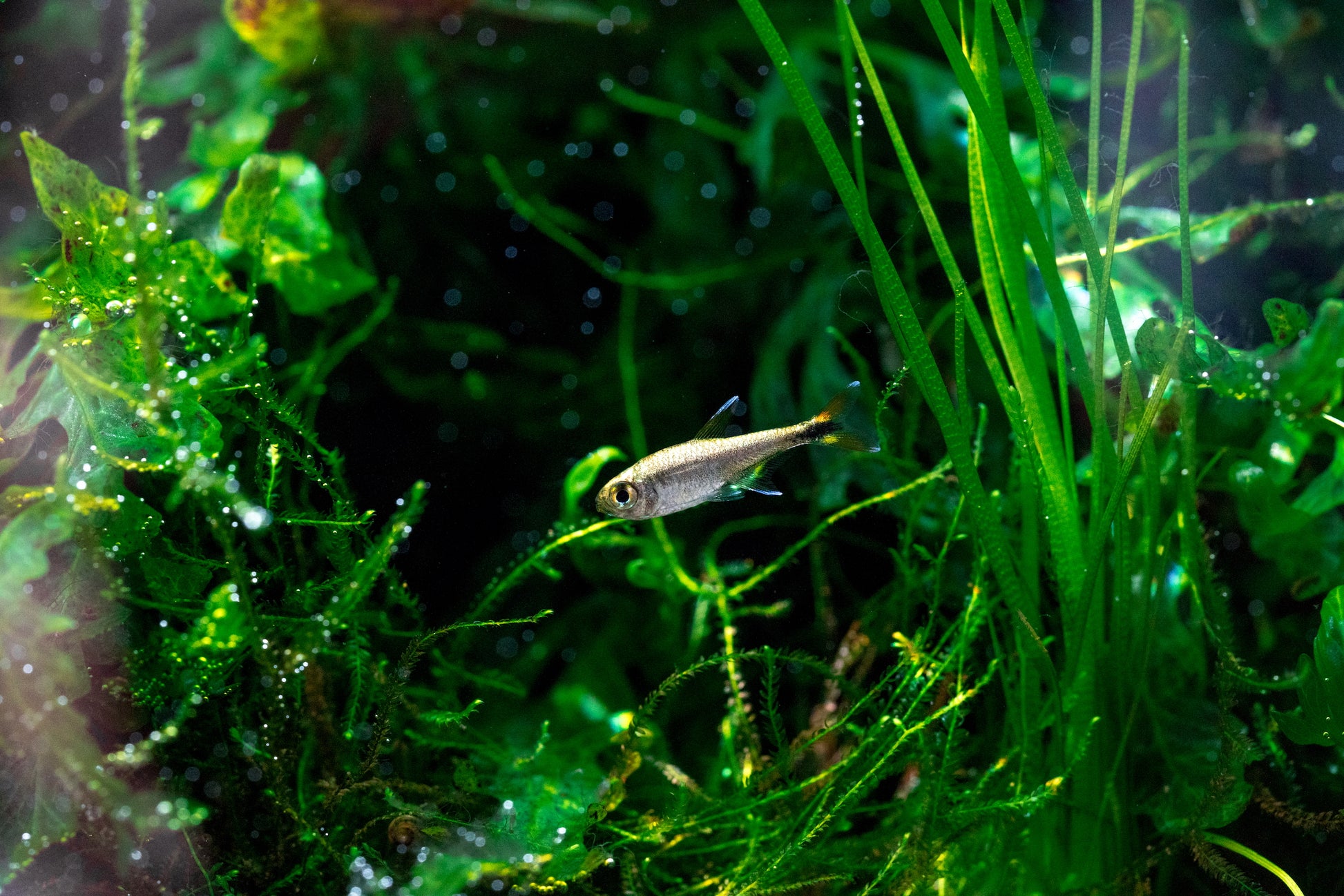 Build Your Own Aquarium Conditioner Bundle