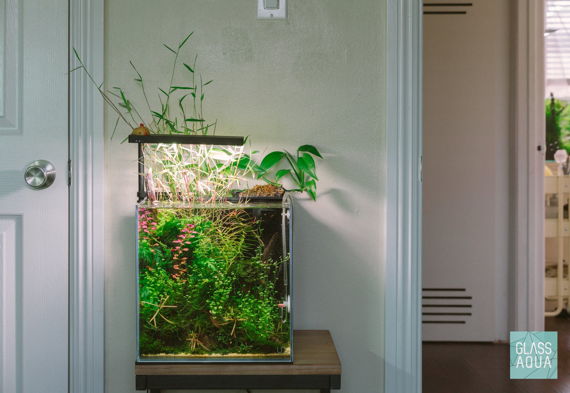 Low tech aquascape in UNS 30A AIO rimless tank by Glass Aqua