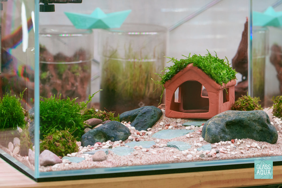 Natural Aquarium Moss Clay Decor Beginner Aquatic Plant