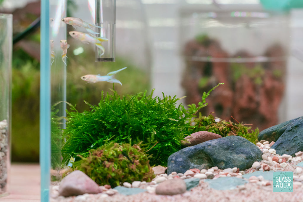 Guppy Food - Ultra Fresh Royal Guppy Mignon Pellet