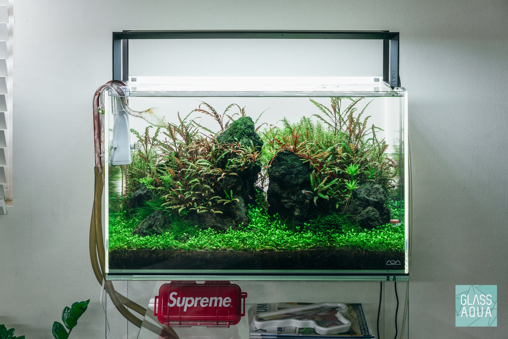Hygrophila Pinnatifida 'UK' - Glass Aqua