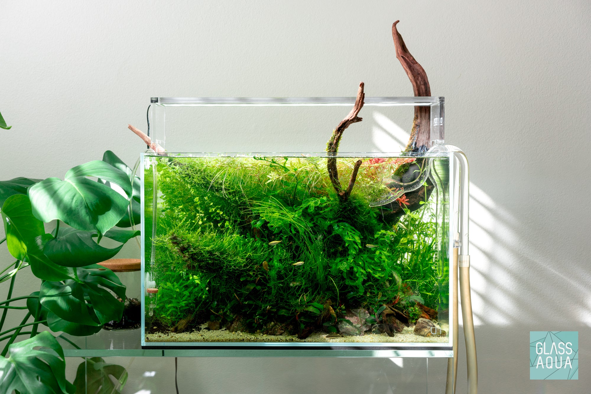 Nature style planted aquarium tank featuring natural driftwood, stone and live aquatic plants