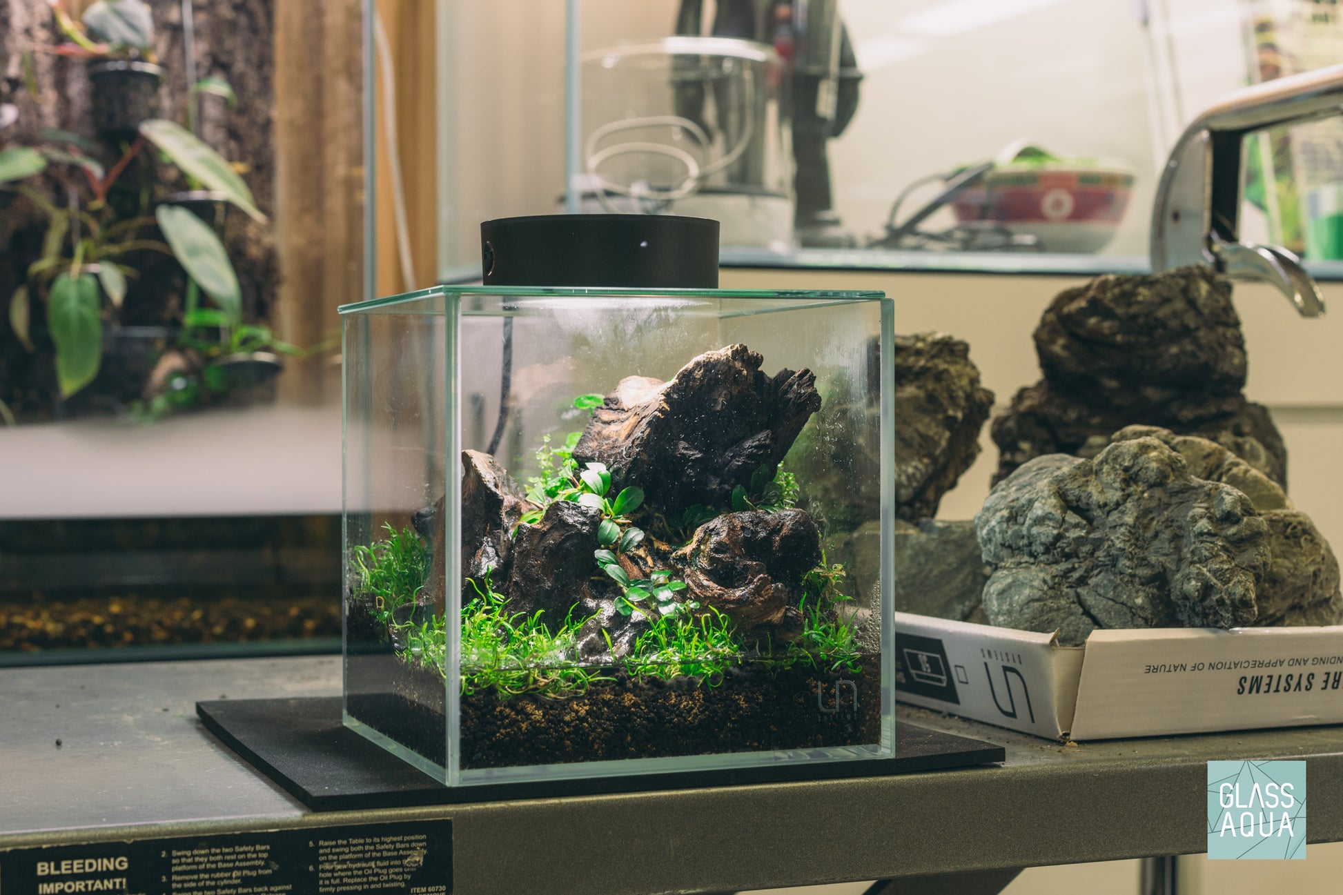 Hydrocotyle Tripartita Mini - Glass Aqua