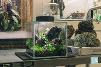 Hydrocotyle Tripartita Mini - Glass Aqua
