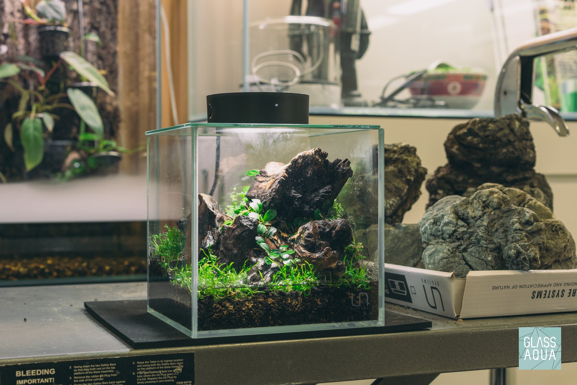 Hydrocotyle Tripartita Mini - Glass Aqua