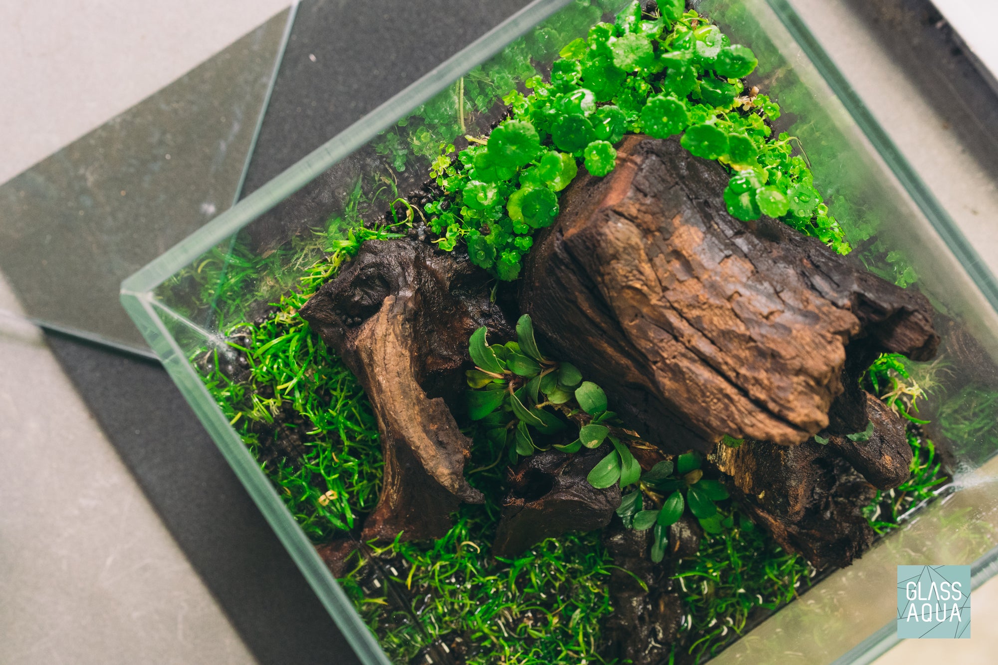 Malaysian Driftwood Stump - Glass Aqua
