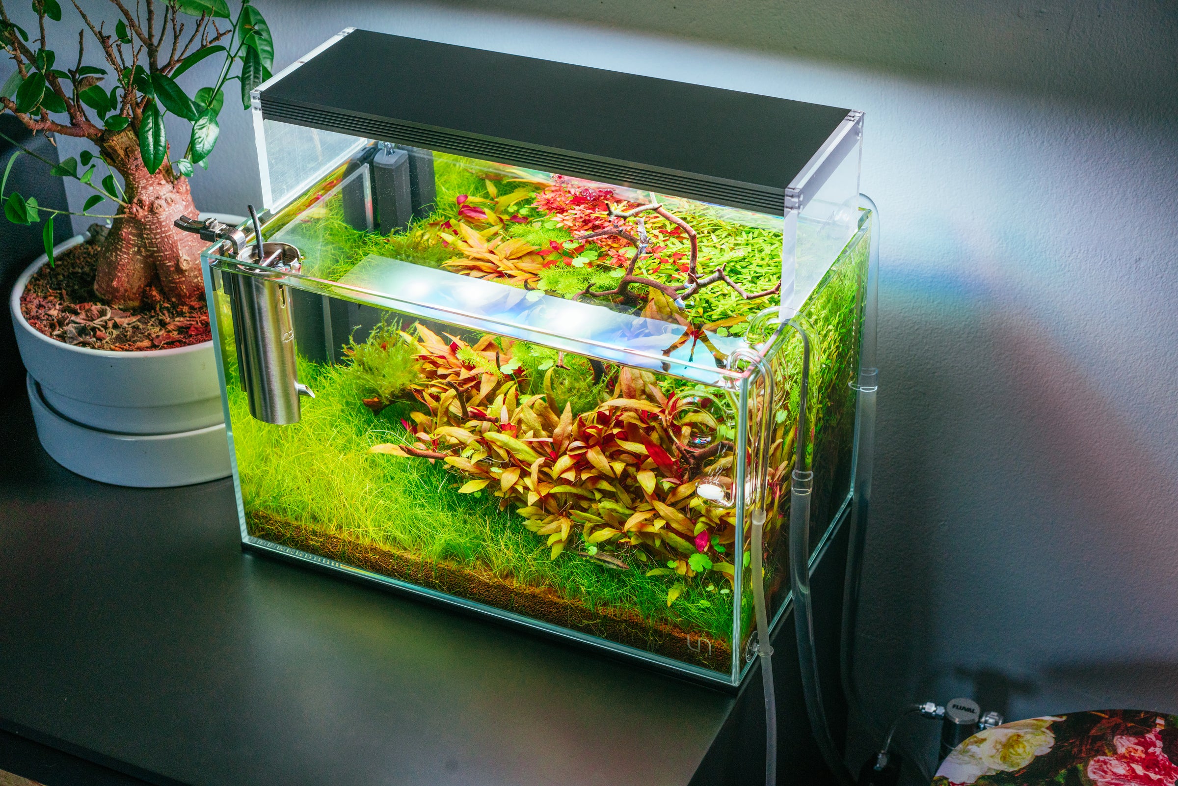 Ultum Nature Systems UNS 5N nano planted rimless aquarium tank nature aquarium style