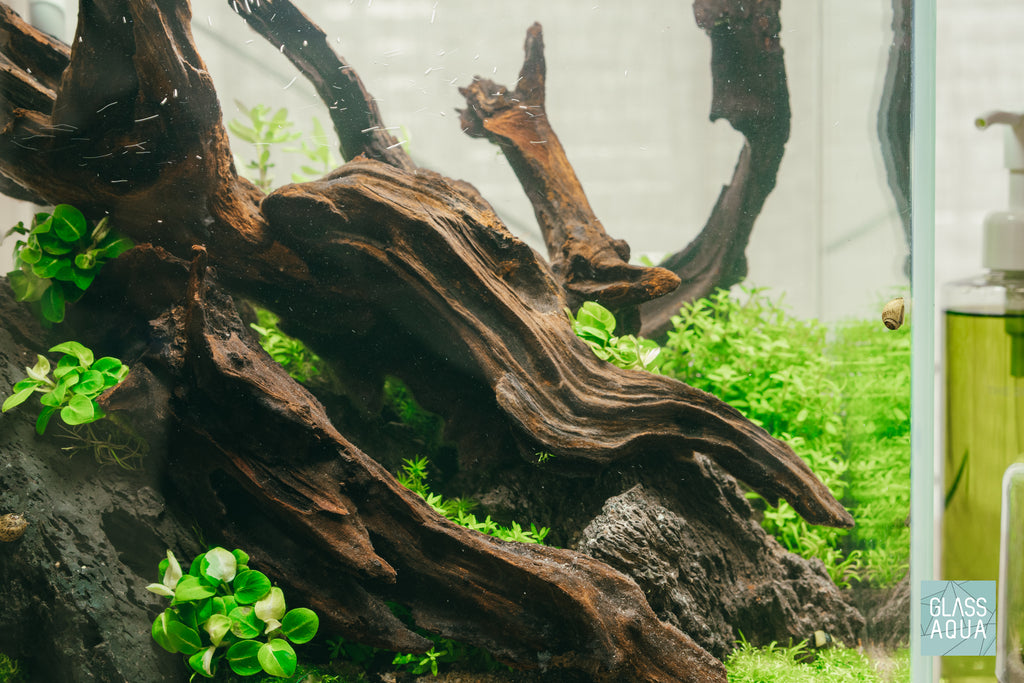 Anubias Nana Snow White - Glass Aqua