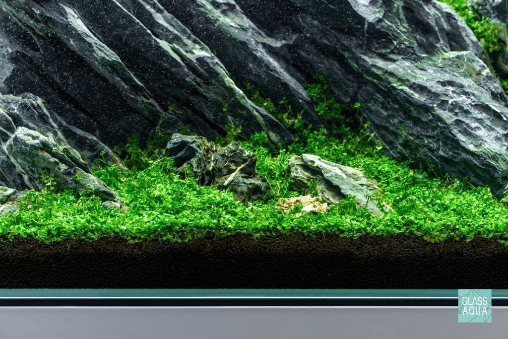 Dr. Tank Algae Remover & Prevention