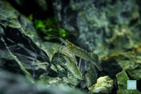 Amano Shrimp in Iwagumi aquascape by Glass Aqua