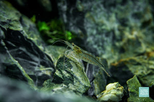Amano Shrimp in Iwagumi aquascape by Glass Aqua