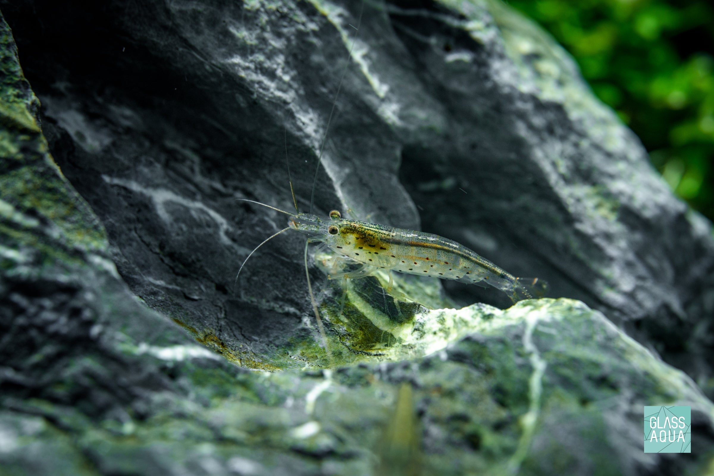 Freshwater Planted Tank Fish & Shrimp | Glass Aqua