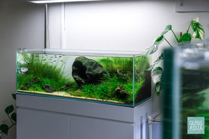 20 gallon Iwagumi aquascape by Glass Aqua