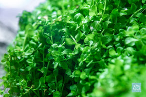 Ultum Nature Systems UNS 60U Iwagumi Planted Aquarium Tank Aquascape Monte Carlo