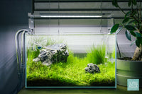 Simple Iwagumi Layout in Ultum Nature Systems Nano Rimless Glass Aquarium