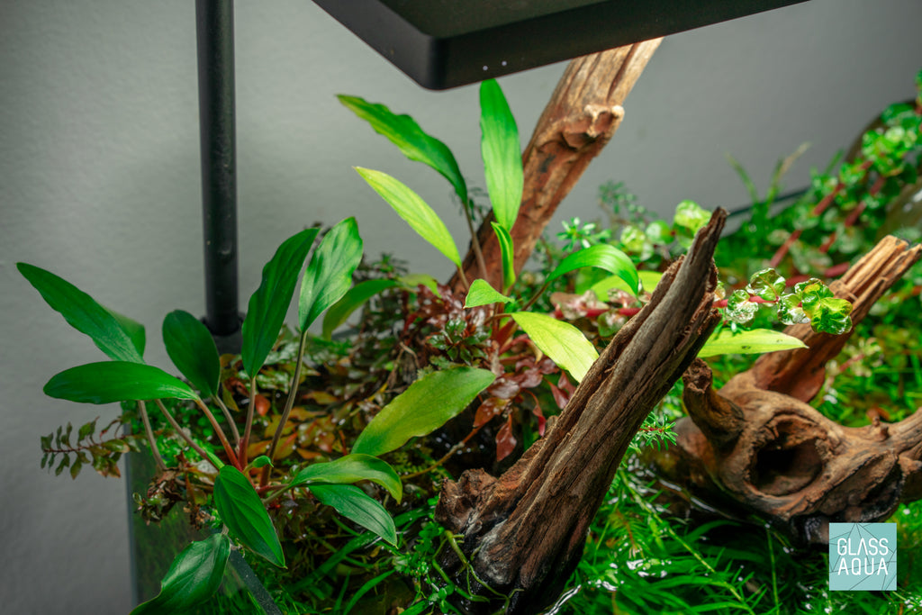 Homalomena Sekadau South Narrow | Shop Live Aquatic Plants - Glass Aqua